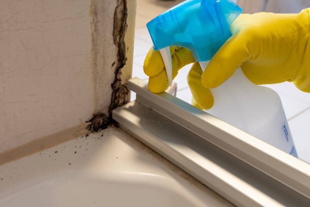 Best Local Mold Removal Service  in Milford, UT