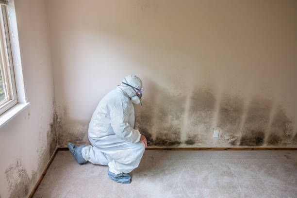 Mold Removal and Inspection in Milford, UT
