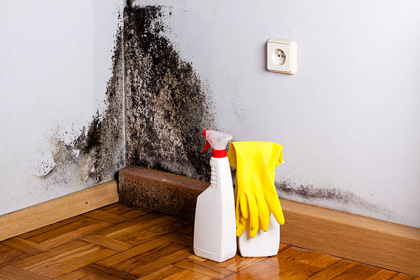 Best Mold Remediation  in Milford, UT