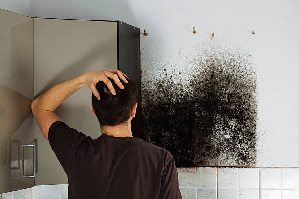 Reliable Milford, UT Mold Removal Solutions