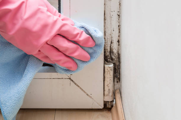 Best Same-Day Mold Removal  in Milford, UT