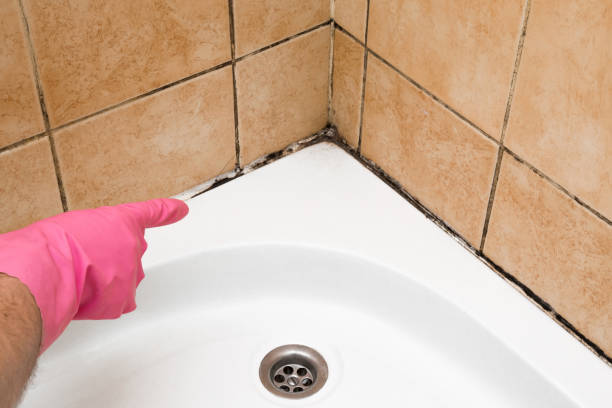 Best Mold Damage Repair  in Milford, UT
